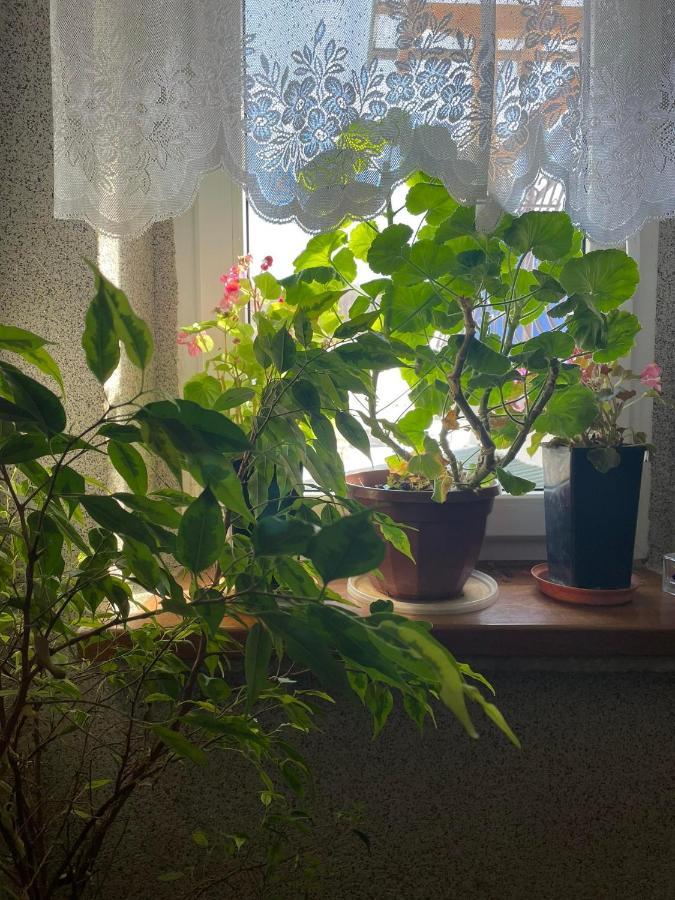 Agroturystyka Pensjonat Paula ムシナ エクステリア 写真